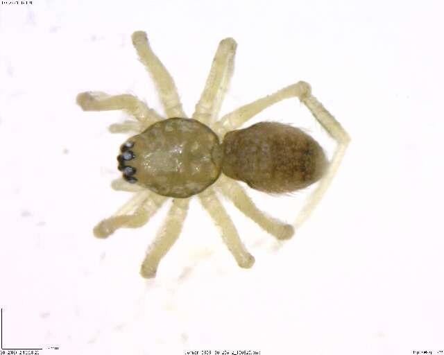 Image of antmimics and ground sac spiders