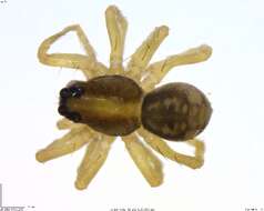 Imagem de Lycosidae