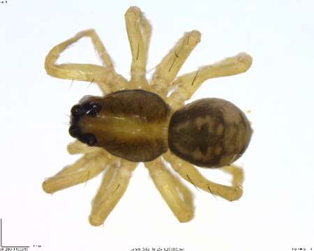 Imagem de Lycosidae