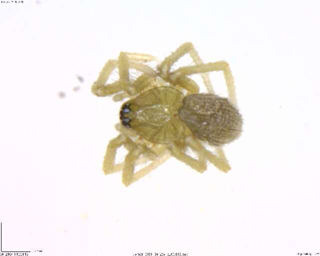 Image of antmimics and ground sac spiders