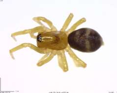 Image of antmimics and ground sac spiders