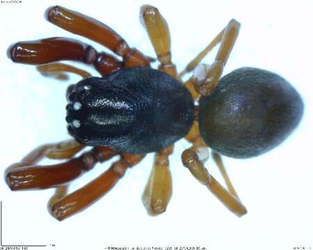 Image of antmimics and ground sac spiders