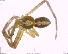 Image of crab spiders