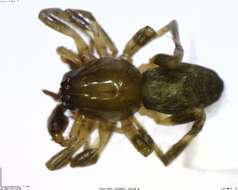 Image of antmimics and ground sac spiders