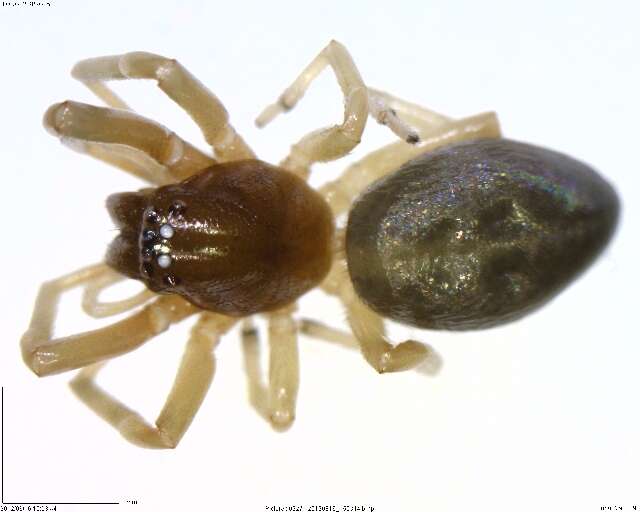 Image of antmimics and ground sac spiders