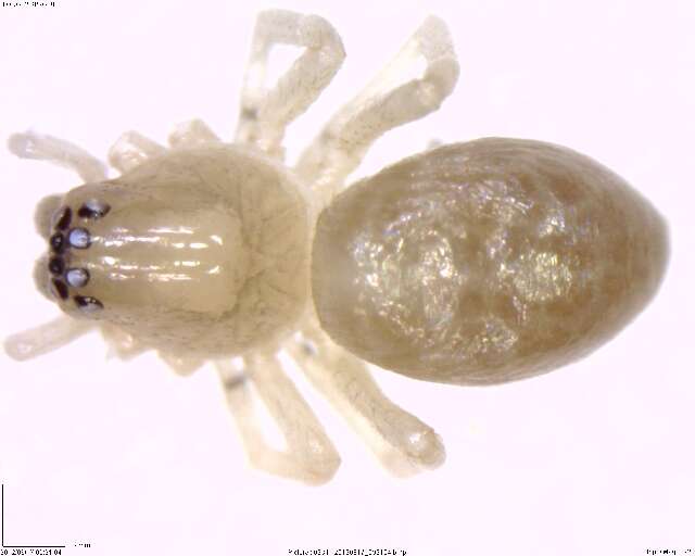 Image of antmimics and ground sac spiders