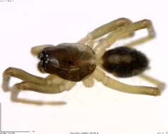 Image of antmimics and ground sac spiders