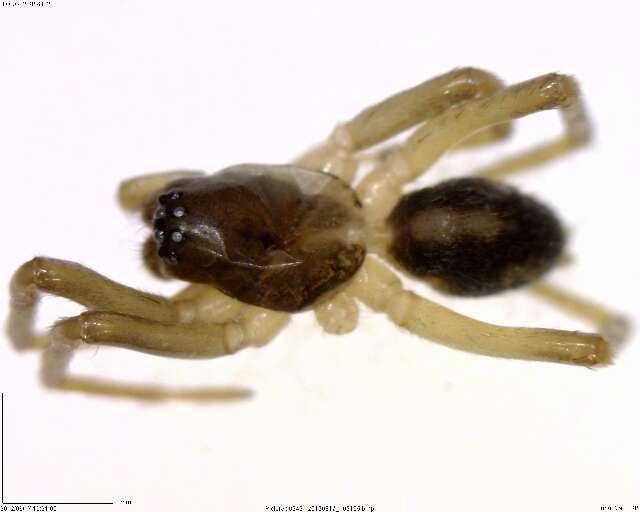 Image of antmimics and ground sac spiders