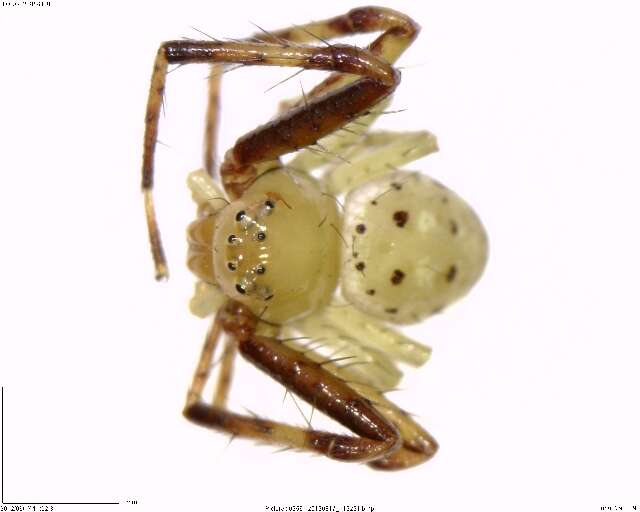 Image of crab spiders