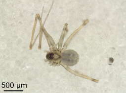 Image of daddy long-legs spiders