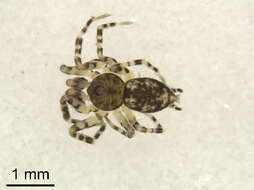 Image of wall spiders