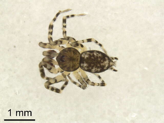 Image of wall spiders