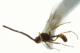 Image of Aphidius rhopalosiphi de Stefani-Perez 1902