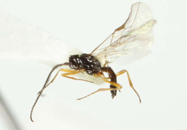 Image of braconid wasps