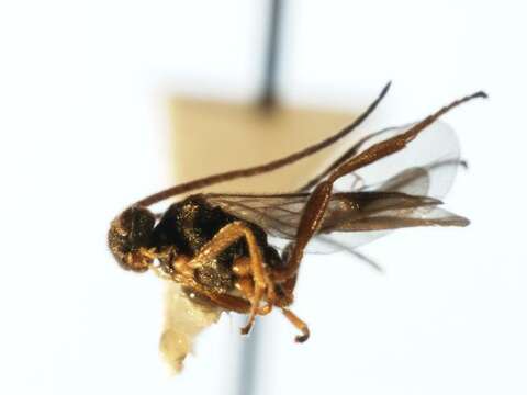 Image of Microplitis