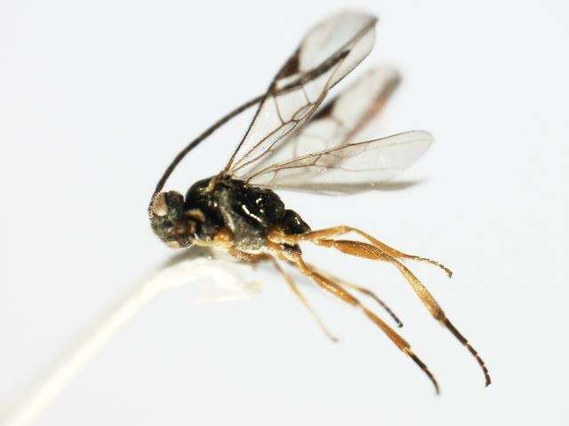 Image of Microplitis