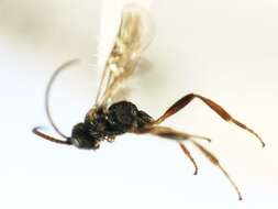Image of Microplitis