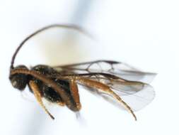 Image of Microplitis