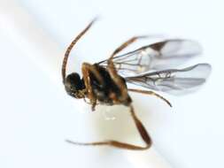 Image of Microplitis