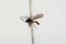 Image of Parasitoid wasp