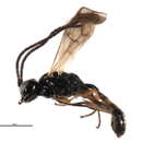 Image of Phygadeuon laeviventris Thomson 1884