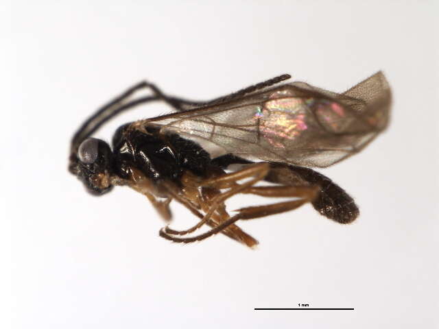 Image of Plectiscidea bistriata (Thomson 1888)