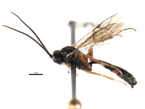 Image of Olesicampe cushmani (Viereck 1926)