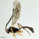 Image of Plectiscidea collaris (Gravenhorst 1829)