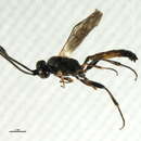 Image of Aethecerus nitidus Wesmael 1845