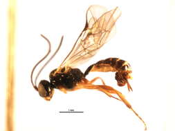 Image of Polyblastus pumilus Holmgren 1857