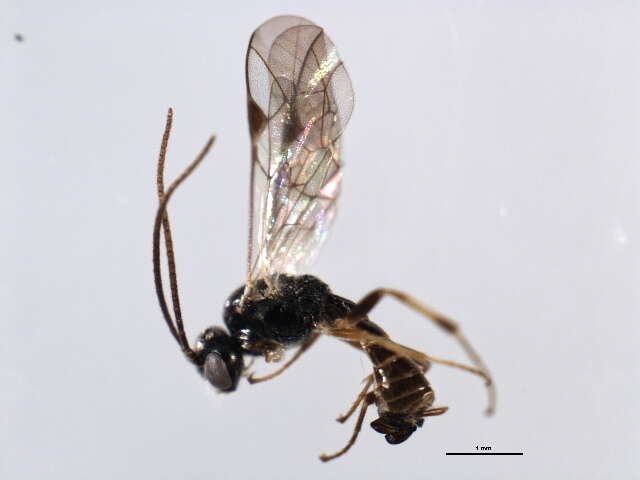 Image of Polyblastus melanostigmus Holmgren 1857