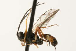 Image of Campoletis horstmanni Jussila 1996