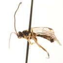 Image of Plectiscidea tumida Dasch 1992