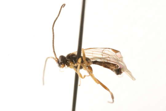 Image of Plectiscidea tumida Dasch 1992