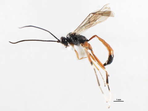 Image of Agrothereutes mandator (Linnaeus 1758)