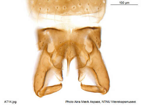 Imagem de Chaetocladius suecicus (Kieffer & Thienemann 1916)