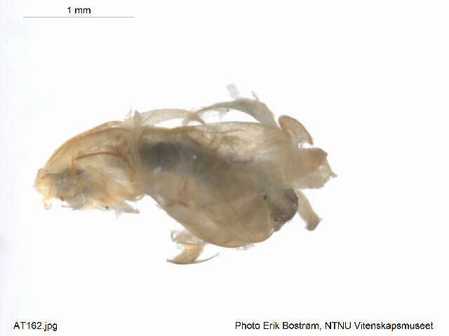 Image of Eukiefferiella ilkleyensis (Edwards 1929)