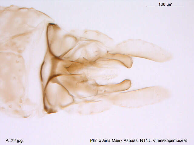 Image of Micropsectra logani (Johannsen 1928)