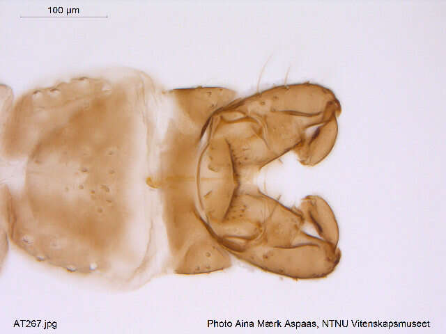 Plancia ëd Gymnometriocnemus kamimegavirgus Sasa & Hirabayashi 1993