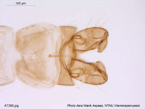 Plancia ëd Gymnometriocnemus kamimegavirgus Sasa & Hirabayashi 1993