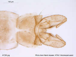 Plancia ëd Gymnometriocnemus subnudus (Edwards 1929)