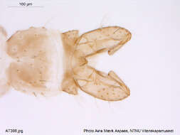 Plancia ëd Gymnometriocnemus subnudus (Edwards 1929)