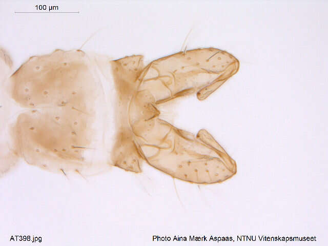 Plancia ëd Gymnometriocnemus subnudus (Edwards 1929)