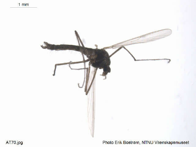 Trichotanypus posticalis (Lundbeck 1898) resmi