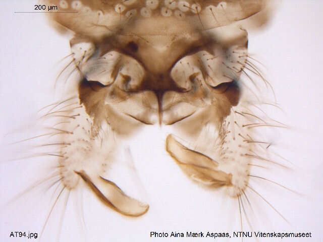 Pseudodiamesa nivosa (Goetghebuer 1928) resmi