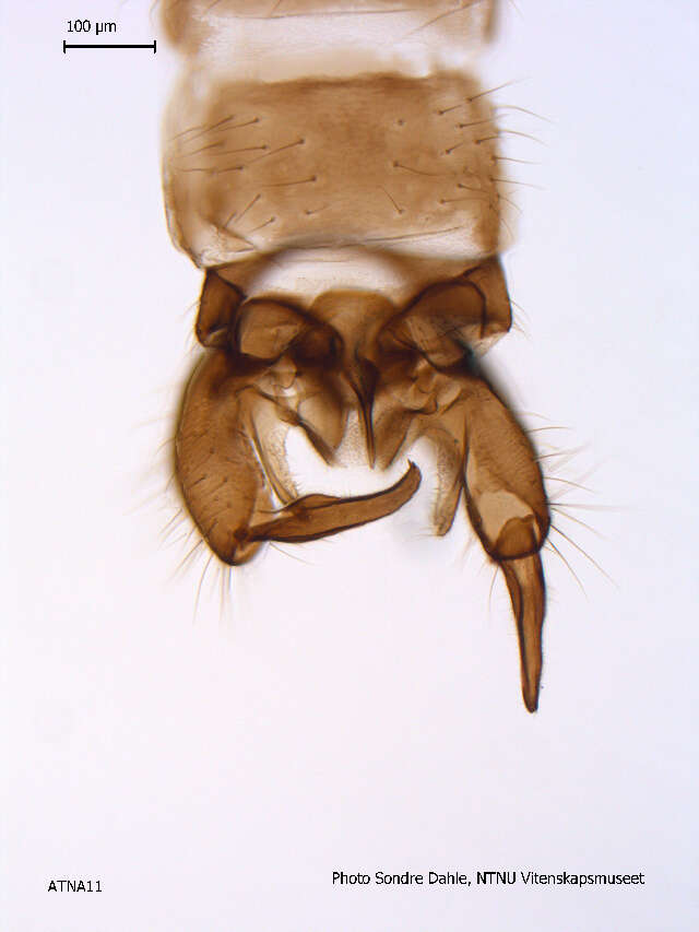 Image of Diamesa latitarsis (Goetghebeuer 1921)