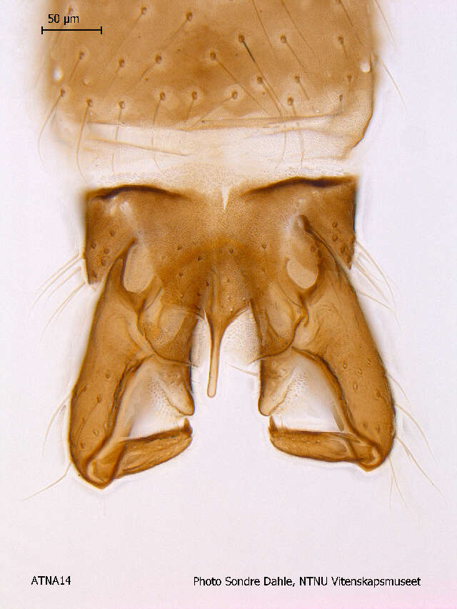 Imagem de Chaetocladius suecicus (Kieffer & Thienemann 1916)