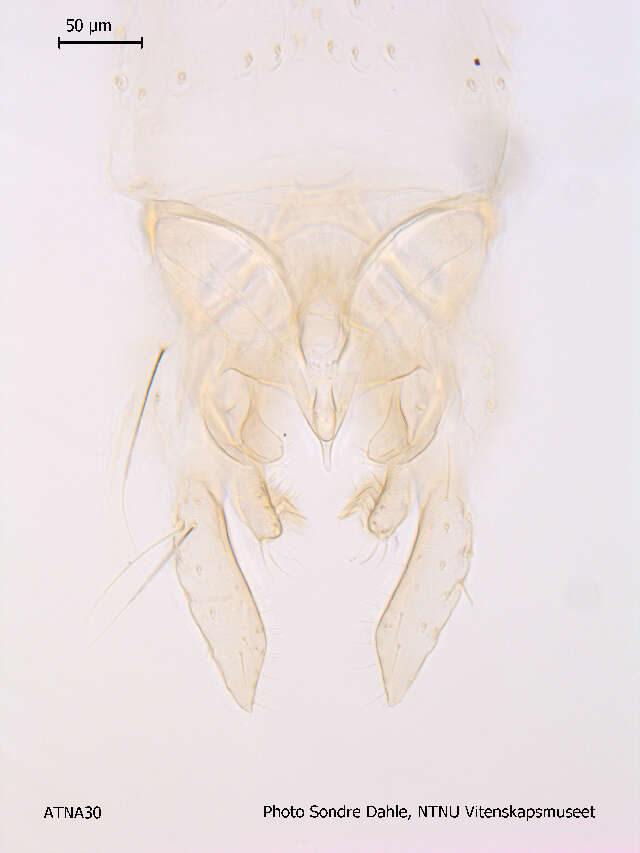 Image of Micropsectra lacustris Sawedal 1975