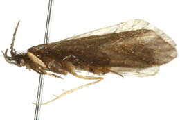 Image of Tasimiidae
