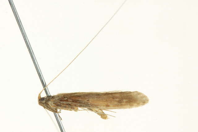 Plancia ëd Calamoceratidae